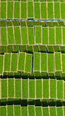 Geometric aesthetics in the drying yard 2