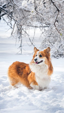 Dog (9)