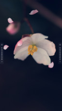 十里红妆