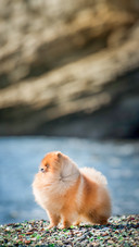 Pomeranian dog