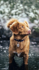 狗狗多大才算成年