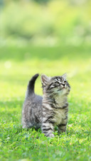 Cute Little Cat on the Grass Looking Up