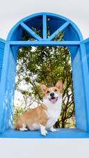 The corgi on the blue windowsill