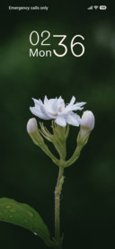 Pearl Blossom