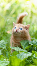 Pet cat24