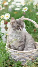 猫咪会孤独吗