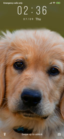Golden Retriever_3MDS
