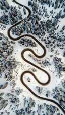 Winding Road in Forest
