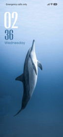 Dolphin
