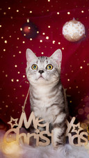 Recognized as the best cat 52