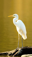 An Egret Standing by The Water