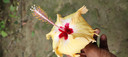 Hibiscus Flower