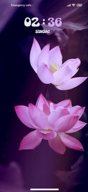 Nature Lotus