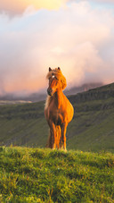 A horse that never returns
