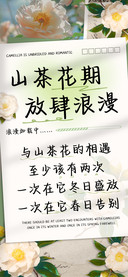 山茶花期放肆浪漫