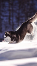 A husky in the snowcapped mountains