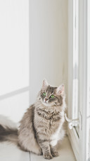 Cat looks up