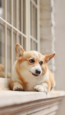 The corgi on the windowsill