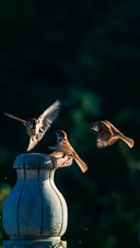 The sparrow whispers softly on the branch