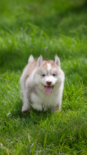 Cute Siberian Husky Puppy on Grass