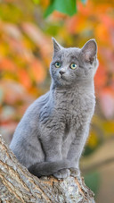 Pet cat12