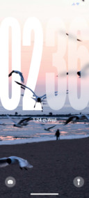 Seagull