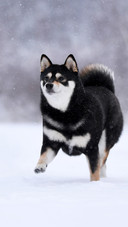 A shiba inu at ease in the snowy scene