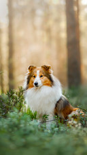 A Small Pet Walking  in The Forest