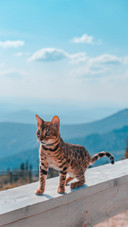 A Cute Tabby Cat Outdoors