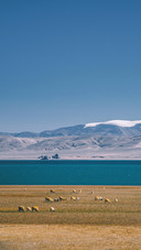 Lake and Grassland Scenery