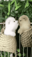 可爱么么哒