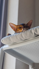 The cat is asleep by the window