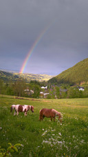 Rainbow Field Horse Grazing Austria