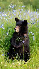 The true combat power of black bear 78
