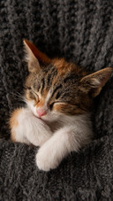 The kitten is on the grey knitted blanket