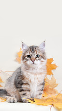 A Cat Sitting on the Yellow Maple Leaves