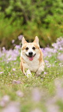 Common misconceptions about dogs losing weight