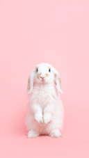 A White Cute  Holland Lop Rabbit Standing On Pink Background