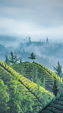 China Hubei Enshi Hefeng Fungus Mountain Tea Garden