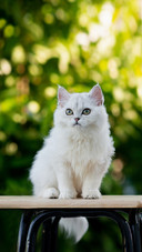A Cute Persian Kitten Sitting on Wooden Chair