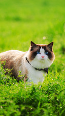 Handsome simba 2
