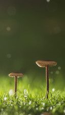 绿色背景蘑菇壁纸-锐景创意