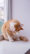 Adorable Kitten Pose, Inviting Warmth and Joy