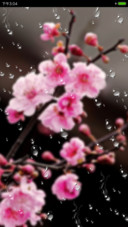 一枝独秀