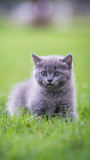 Cute Cat Lying on The Grass