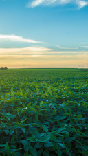 soybean field