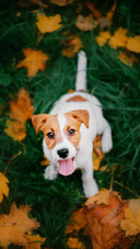 Dog (8)