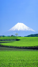 Green Tea Fields and Mount Fuji