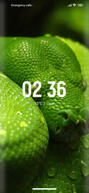 Python_snake