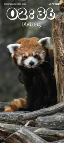 Baby Panda